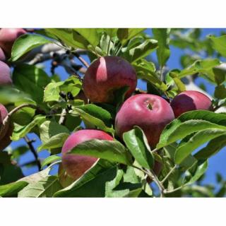 Jabloň domáca (Malus domestica) ´FLORINA´ - zimná, výška 120-150 cm, voľnokorenná