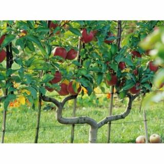 Jabloň domáca (Malus domestica) ´FUJI´ - zimná, výška 140-150 cm, obvod kmeňa 12/14 cm, kont. C45L - TVAROVANÁ STENA (dvojité ´U´)
