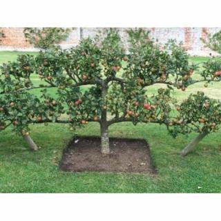 Jabloň domáca (Malus domestica) ´GOLDEN DELICIOUS´ - zimná, výška 200-230 cm, obvod kmeňa 16/18 cm, kont. C70L - TVAROVANA STENA