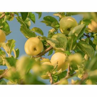Jabloň domáca (Malus domestica) ´GOLDEN DELICIOUS´ - zimná, výška 250-300 cm, obvod kmeňa 6/8 cm, kont. C10L