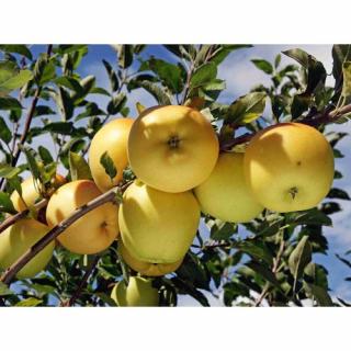 Jabloň domáca (Malus domestica) ´GOLDEN DELICIOUS´ - zimná, výška 300-350 cm, obvod kmeňa 35/40 cm, kont. C285L