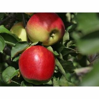 Jabloň domáca (Malus domestica) ´LIGOL´ - zimná, výška 120-150 cm, voľnokorenná