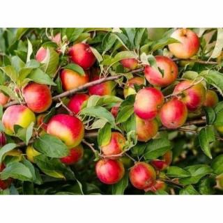 Jabloň domáca (Malus Domestica) ´PINOVA´® - zimná, výška 120-150 cm, voľnokorenná