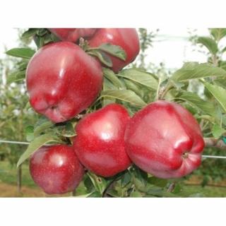 Jabloň domáca (Malus domestica) ´RED CHIEF´ - zimná, výška 120-150 cm, voľnokorenná