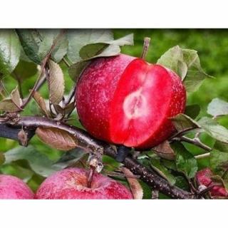 Jabloň domáca (Malus domestica) ´RED LOVE´® - zimná, výška 120-150 cm, voľnokorenná