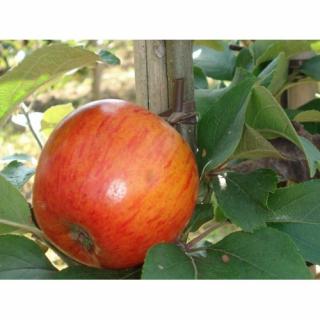Jabloň domáca (Malus domestica) ´REINE DES REINETTES - ZLATÁ RENETA´ - jesenná, výška 120-150 cm, voľnokorenná