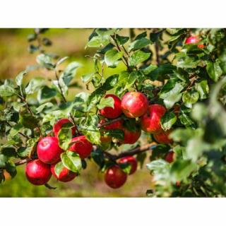 Jabloň domáca (Malus domestica) ´RUBIN´ - zimná, výška 120-150 cm, voľnokorenná
