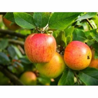 Jabloň domáca (Malus Domestica) ´SANDER´- letná, výška 120-150 cm, voľnokorenná