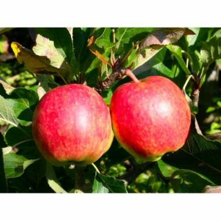 Jabloň domáca (Malus domestica) ´TOPAZ´ - zimná, výška 120-150 cm, voľnokorenná