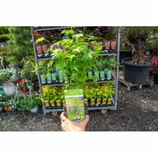 Javor dlaňolistý (Acer palmatum) ´GOING GREEN´ - výška: 20-50 cm, kont. C2L