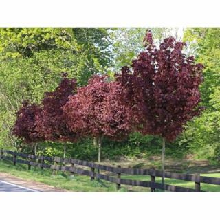 Javor mliečny (Acer platanoides) ´CRIMSON SENTRY´ - výška 300-350 cm, obvod kmeňa 6/8 cm, kont. C18L
