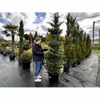 Jedľa kórejská (Abies koreana) - výška 200+ cm, kont. C55L