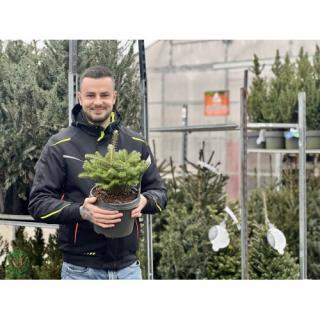 Jedľa kórejská (Abies koreana) - výška 30-40 cm, kont. C5L