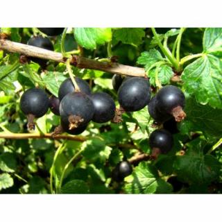 Josta - kríženec ríbezle a egreša (Ribes nidigrolaria) - stredne skorá 50-80 cm, kont. C2L - KRÍKOVÁ