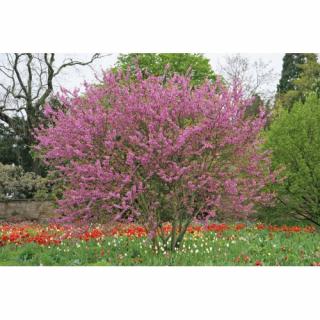 Judášovec strukový (Cercis Siliquastrum) - výška 120-160 cm, kont. C45L (-18°C)