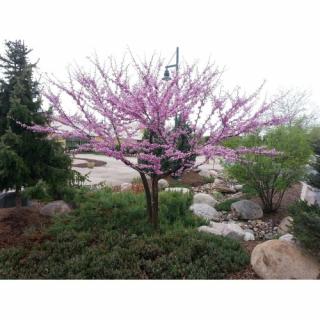 Judášovec strukový  (Cercis Siliquastrum), výška: 300-350 cm, obvod kmeňa 8/10cm, kont. C35L (-18°C) - NA KMIENKU