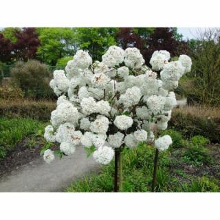 Kalina obyčajná (Viburnum opulus) ´ESKIMO´ - výška 130-150 cm, kont. C7.5L - NA KMIENKU