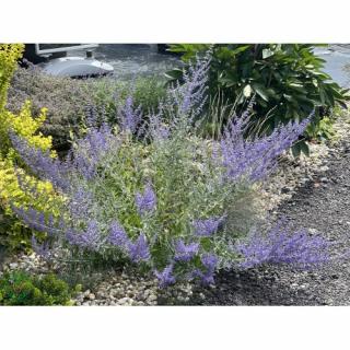 Kocúrnik záhradný (Nepeta x faassenii) ´SIX HILLS GIANT´ kont. P9