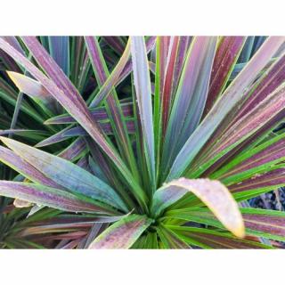 Kordylína austrálska (Cordyline australis) ´CHOCOLATE MINT´ výška: 50-70 cm, C5L (-12°C)