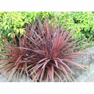 Kordylína austrálska (Cordyline Australis) ´RED STAR´ - výška 40-60 cm, kont. C5L (-12°C)