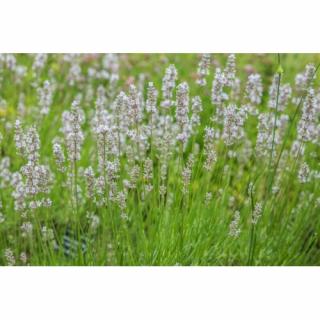 Levanduľa úzkolistá (Lavandula angustifolia) ´EDELWEISS´ , kont. P9