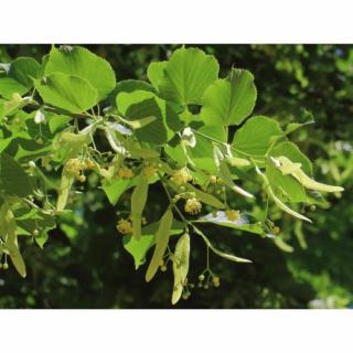 Lipa americká, strieborná (Tilia americana) ´HYBRIDA ARGENTEA´  - výška 180-220 cm, obvod kmeňa 4/6 cm, kont. C18L