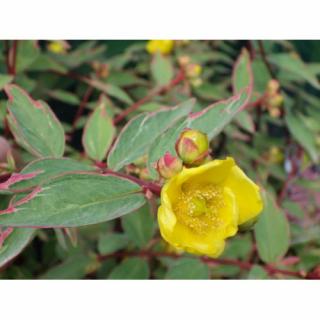 Ľubovník moserov (Hypericum moserianum) ´TRICOLOR´ - výška 30-40 cm, Ø  30-40 cm, kont. C3L