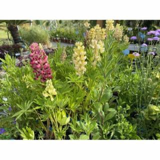 Lupina mnoholistá (Lupinus polyphyllus) ´CHANDELIER´ kont. P9