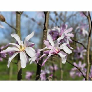 Magnólia Loebnerova (Magnolia loebneri) ´LEONARD MESSEL´ - výška 20-40 cm, kont. C2L