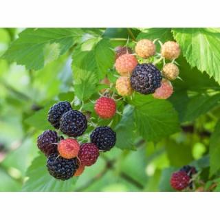 Malina čierna (Rubus idaeus) ´HEBAN´ - výška: 30-50 cm, kont. C1.5L/C2L