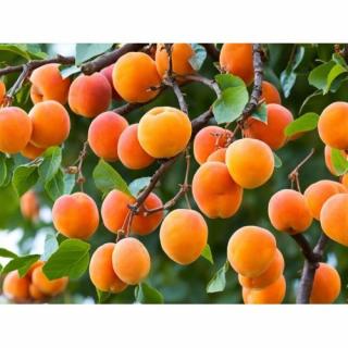 Marhuľa obyčajná (Prunus Armeniaca) ´EARLY ORANGE´ - stredne skorá, výška 170-200 cm - voľnokorenná