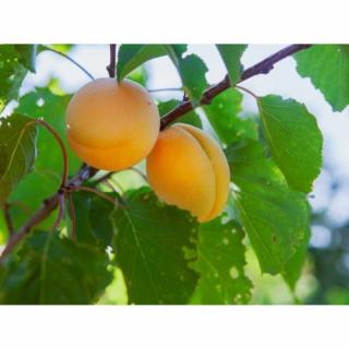 Marhuľa obyčajná (Prunus armeniaca) ´HARCOT´ - stredne skorá, výška 170-200 cm - voľnokorenná
