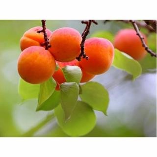 Marhuľa (Prunus armeniaca) ´HARLAYNE´ - neskorá, výška 170-200 cm, voľnokorenná