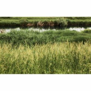 Metlica trsnatá (Deschampsia cespitosa) kont. P9