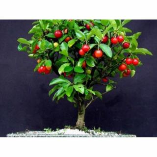 Mini čerešňa nízkokmenná (Prunus avium) ´CERASELLA´ - výška 110-130 cm, kont. C10L