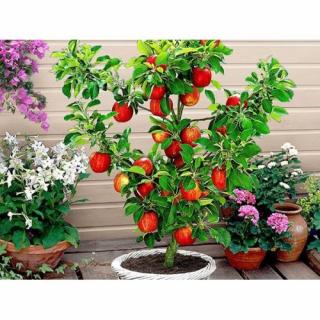 Mini jabloň nízkokmenná (Malus ballerina) ´CROQUELLA´ - jesenná, výška 70-90 cm - voľnokorenná
