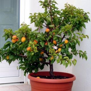 Mini marhuľa nízkokmenná (Prunus armeniaca) ´APRIGOLD´® - stredne skorá, výška 80-100 cm, kont. C10L