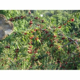 Mini višňa - čerešňa višňová (Prunus cerasus x fruticosa) 'CARMINE JEWEL' - výška 40-60 cm, kont. C3L - KRÍKOVÁ
