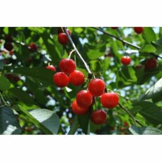 Mini višňa nízkokmenná (Prunus cerasus) ´PIEMONT´ - skorá 120-140 cm - voľnokorenná