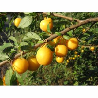 Mirabelka (Prunus domestica) ´NANCYSKÁ´ - stredne skorá 180-200 cm, obvod kmeňa: 6/8 cm, kont. C10L - kvetináčová