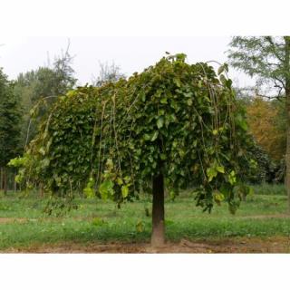 Moruša biela (Morus alba) ´ALBA PENDULA´ - výška 240-260 cm, obvod kmeňa: 18/20 cm, kont. C130/180L - čierne plody