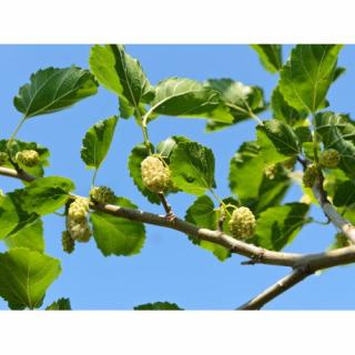 Moruša biela (Morus alba) - výška 140-170 cm, kont. C15L - biele plody