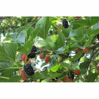 Moruša čierna (Morus nigra) ´Shin-Tso´ - výška: 15-30 cm, kont.P9 - čierne plody