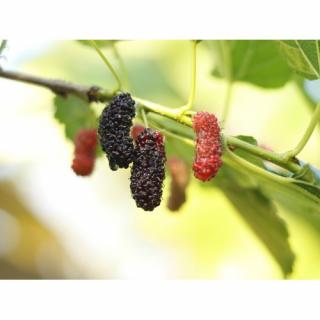 Moruša veľkoplodá (Morus alba x Morus rubra) ´ILLINOIS EVERBEARING´ - výška 100-130 cm, kont.C3L - čierne plody