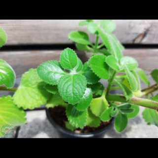 Nádchovník citronový - Mexický eukalyptus (Plectranthus amboinicus) - výška 5-10 cm, kont. C1L