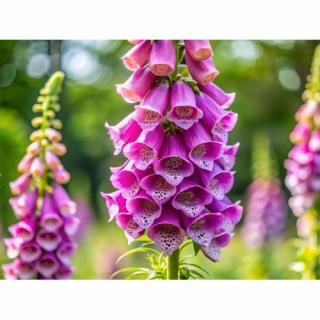 Náprstník (Digitalis purpurea) ´PINK PANTHER´ kont. C1.5L