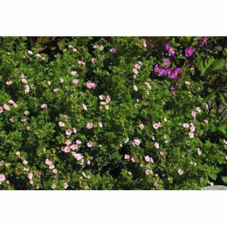 Nátržník krovitý (Potentilla fruticosa) ´PINK QUEEN´ - výška 20-40 cm, ∅ 20-30 cm, kont. C3L
