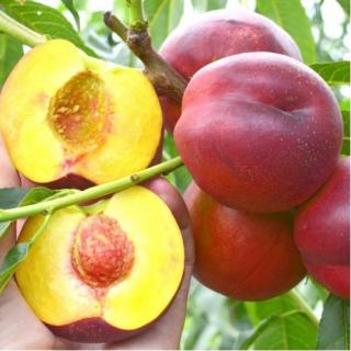 Nektárinka (Prunus nucipersica) ´HARCO´ - stredne skorá, výška 150-180 cm - voľnokorenná