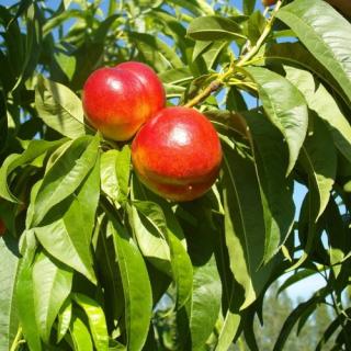 Nektárinka (Prunus nucipersica) ´SUPER QUEEN´ - stredne skorá, výška 150-180 cm – voľnokorenná