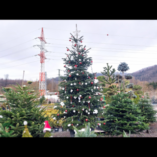 Normandská jedľa (Abies Nordmanniana) - výška 250-300 cm, kont. C180L
